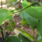 Phyllanthus luciliae Hábito