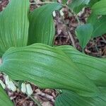 Polygonatum multiflorum Foglia