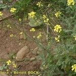 Descurainia millefolia Habit