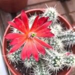 Echinocereus coccineus Flor