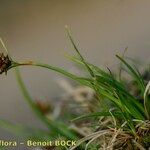 Carex lepidocarpa Ostatní