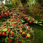 Cotoneaster pannosus Habitat