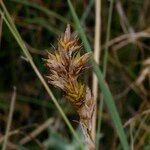 Carex colchica Плод