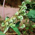 Cuscuta scandens Іншае