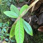 Acalypha integrifolia 葉