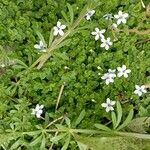 Lobelia pedunculata Flower