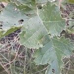 Crambe cordifolia Лист