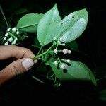 Clusia croatii Fruit