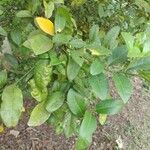 Citrus × aurantiifolia Leht
