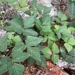 Pueraria montana Агульны выгляд