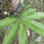 Catasetum maculatum Fuelha