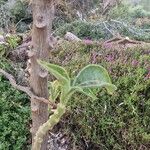 Brugmansia sanguinea Casca