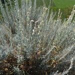 Artemisia cana Floare