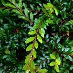 Phyllanthus bourgeoisii Leaf