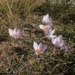 Crocus pallasii Fleur