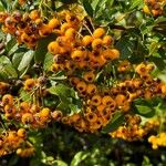 Pyracantha crenulataΦρούτο