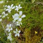 Saxifraga hypnoides Květ