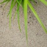 Cyperus esculentus برگ