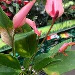 Anthurium forgetiiBlodyn