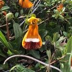 Calceolaria uniflora Blüte