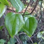 Smilax rotundifolia Leaf