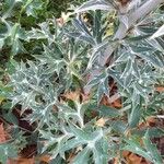 Eryngium bourgatii Blatt