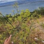 Foeniculum vulgare花