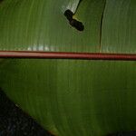 Heliconia lankesteri Écorce