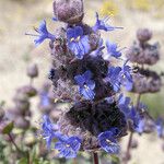 Salvia dorrii Flower