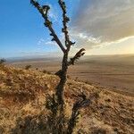 Pappea capensis Συνήθη χαρακτηριστικά