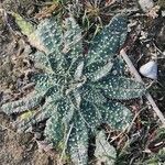 Echium asperrimum Leaf