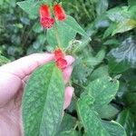 Kohleria spicata Ліст