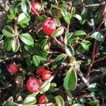 Cotoneaster integrifolius Blad