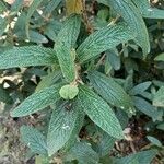 Viburnum rhytidophyllumLeaf