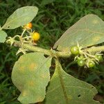 Solanum jamaicense Frutto