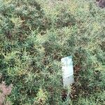 Sarcopoterium spinosum Libunga