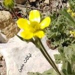 Ranunculus sprunerianus Floare