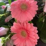 Gerbera spp. फूल