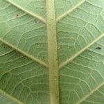 Cleidion macrophyllum Leaf