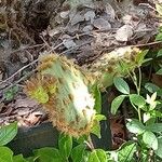 Opuntia aciculata Folio