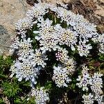 Iberis procumbens Fula
