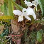 Guarianthe skinneri പുഷ്പം