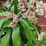 Dracaena fragrans Fleur