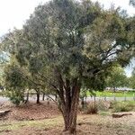 Allocasuarina torulosa Blad