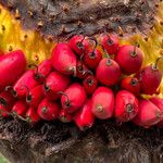 Amorphophallus titanum Frucht