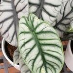 Alocasia bagindaLiść