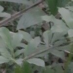 Amorphophallus paeoniifolius ഇല