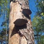 Betula nigra 樹皮