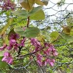 Cercis siliquastrum花