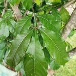 Quassia amara Hoja